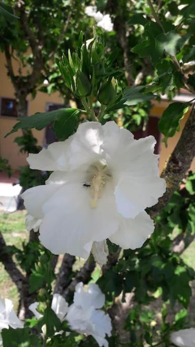 Casa Vacanze La Cicala Pontremoli Exterior foto